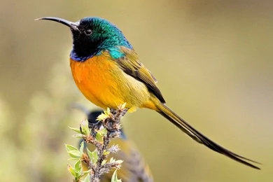 Colorful Birds HD Wallpapers   HD Wallpaper Backgrounds Of Your ...