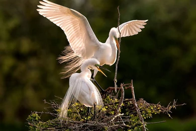 Wallpapers: Birds Desktop Wallpapers