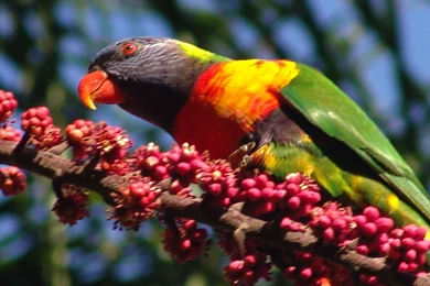 Cows Birds Bird HD Desktop Background Images   Free Wallpapers Party