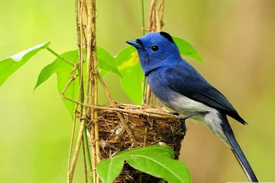 Beautiful Bluebird Birds Desktop Wallpapers 1920x1200   1528589