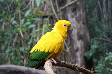 Birds Wallpapers Free   Hemslojdsgoten