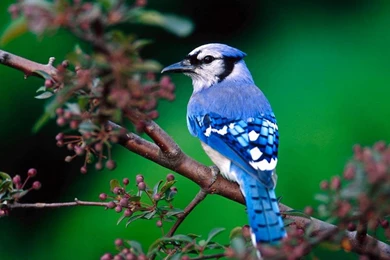 Desktop Wallpapers Archives   Page 10 Of 27   Free Desktop ...