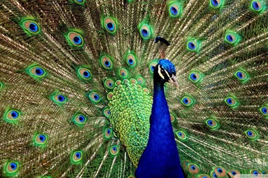Peacock Displaying Pretty Colourful Birds Free Desktop Backgrounds ...