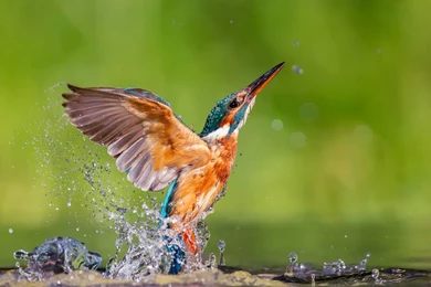 Birds Kingfisher Birds Animals Animal Bird Desktop Backgrounds ...