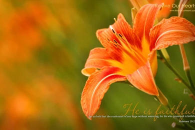 Revive Our Hearts Desktop Wallpapers