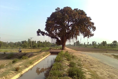 Panoramio   Photo Of Boor Ka Darakht Wala Nala