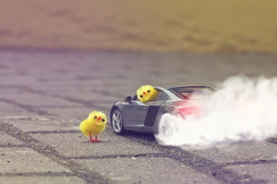 Audi R8 V8 Burnout Cars Chickens Wallpapers