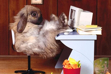 Funny wallpapers rabbit at work Copy