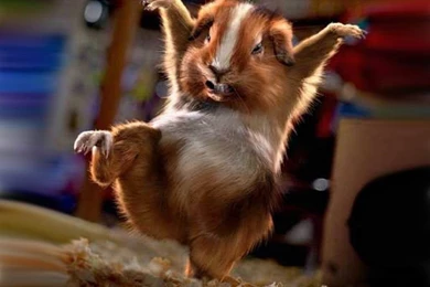 Funny Animal Wallpapers Page 4 Crazy Frankenstein