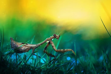 Bump, Branch, Pine, Macro, Motion Blur, Picture, Hd Wallpapers