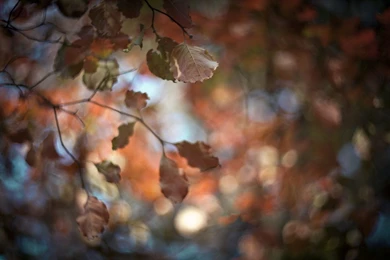 Autumn nature leaves blur hd wallpapers   Magic4Walls.com