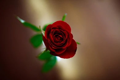 Flower Flower Flower Red Rose Blur Flower Backgrounds Wallpapers ...