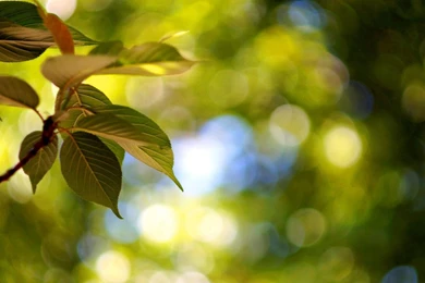 Macro, Tree, Trees, Leaves, Leaves, Bokeh, Blur, Backgrounds ...