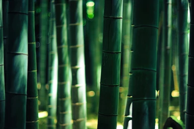 T A K E D E R A By Burningmonk D3n7npa Best Android Wallpapers ...