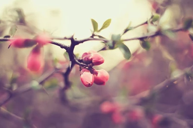 Macro, Beauty, Lavender Flower, Motion Blur, Plant, Full Hd, Wallpapers