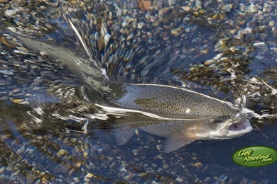 Free Fishing Desktop Wallpapers From GetREELed.com   America's ...