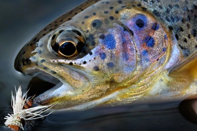 Fly Fishing Stock Photography Images
