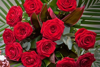 Beautiful red roses wallpapers.jpg