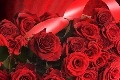 2560x1600px Gorgeous Red Roses Wallpapers