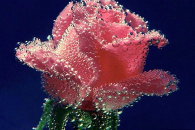 Rose Flowers Wallpaper: Roses Wallpapers Free Download