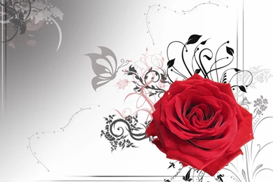 Red Roses Wallpapers Download   Desktop Backgrounds