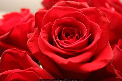 Red Rose 4K Or HD Wallpapers For Your PC, Mac Or Mobile Device
