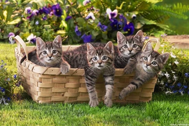Latest Cats HD New Wallpapers Free Download
