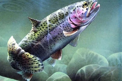 Queen Of The Water Quotes. QuotesGram