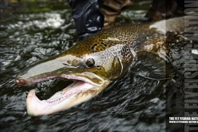 Wallpaper: Fly Fishing Wallpapers Desktop