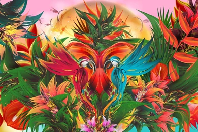 Tropical Paradise Birds Couple Wallpapers