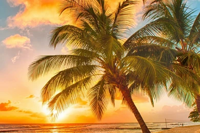 Tropical iPad Wallpapers