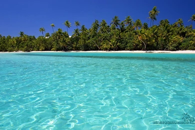 Summer, Tropical, Background, Wallpaper, Nature (