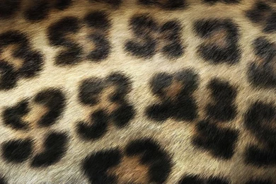 1280x720 Leopard Print Desktop PC And Mac Wallpapers