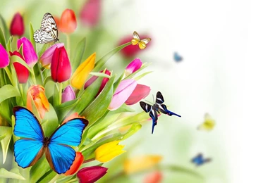 Nature Backgrounds, Hd Wallpapers, Flower Images, Beautiful, Green ...