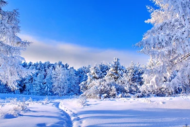 Sunny Winter Day Wallpapers