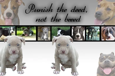 Pitbull Puppy Quotes. QuotesGram