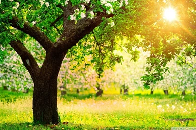 Wallpapers Trees Sunny Spring Day 1920 X 1080 Full Hd   1920 X 1080 ...
