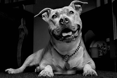 1024x768px Pitbull Dog Wallpapers