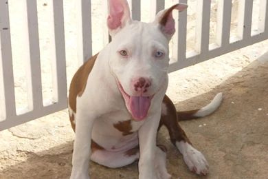 Red Nose Pitbull Wallpapers   Wallpapers Cave