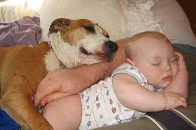 Pit Bull Dogs Wallpapers: Pitbull Dog Nice Sleep Wallpapers