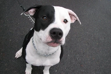 Baby For Tablets (id: 129257) – BUZZERG