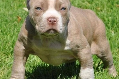 Pit Bull Puppies