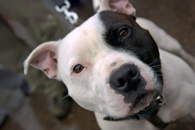 Pitbull Backgrounds   Wallpapers Cave