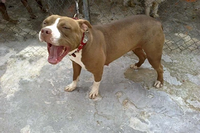 Red Nose Pitbull Wallpapers   Wallpapers Cave