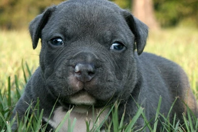 Blue pitbull puppy pics wallpaper.jpg