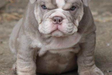 English Bulldog Pitbull Mix   Wallpaper.