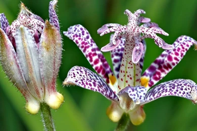 Exotic Flowers Images And Wallpapers Download