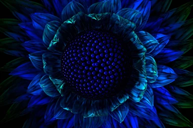 Exotic Flower Wallpapers   Wallpapers Cave