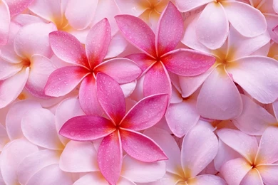 Tropical Flowers Images And Wallpapers Download