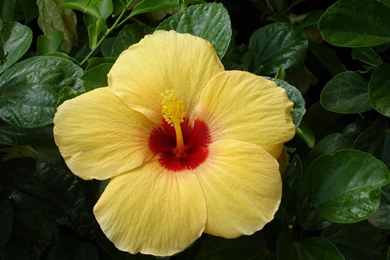 Tropical Flowers Wallpapers